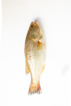 鱸魚