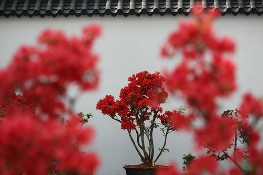杜鵑花開(kāi)