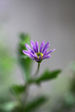 紫菀花開(kāi)