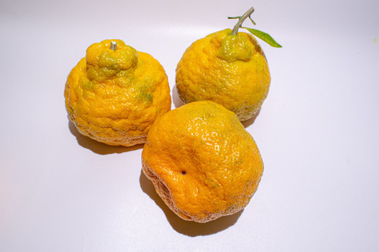 柑橘