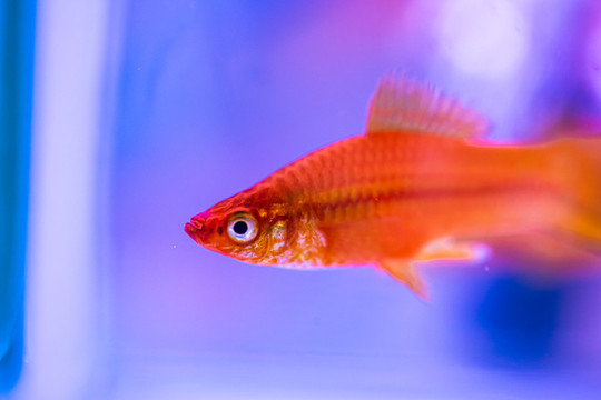 帆鳉魚
