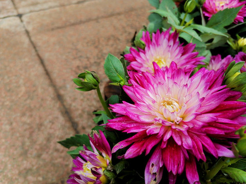 菊花