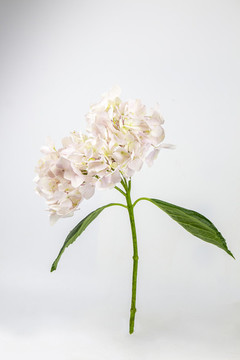 繡球花
