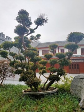 赤楠