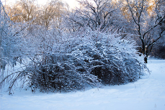 雪后的樹叢