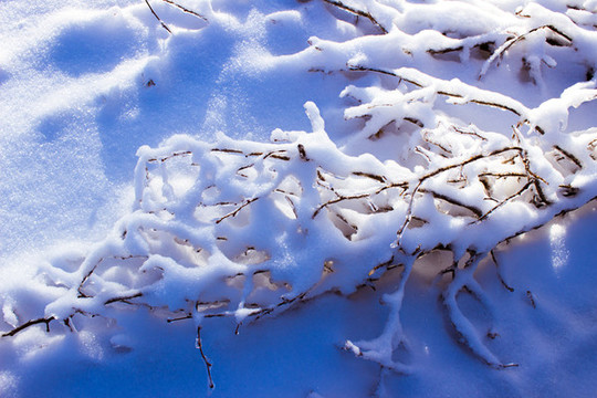 雪地里的樹枝