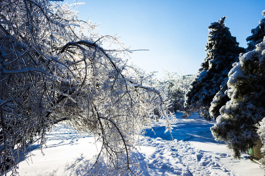 冰雪覆蓋的林間小路