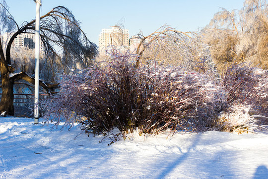 雪后樹叢