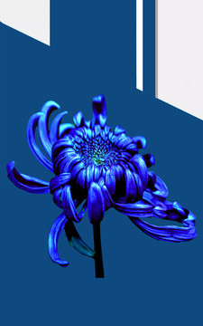 菊花手機殼