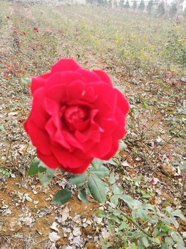 玫瑰花種植基地