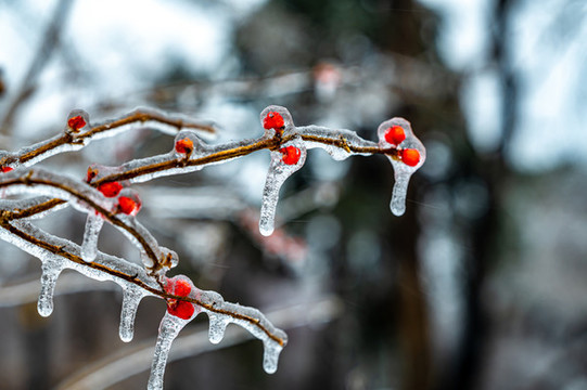 雨雪過后在冰雪之中的紅色漿果