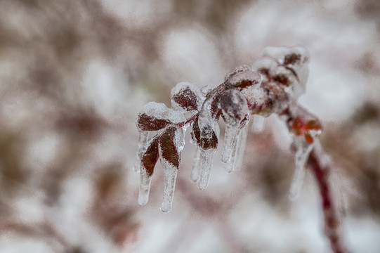 雨雪過后在冰雪之中的樹葉