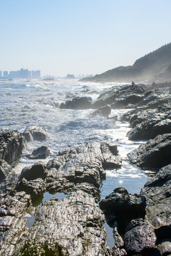鹽洲島黑排角