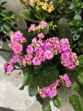 長壽花