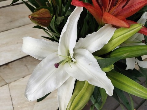百合花大圖