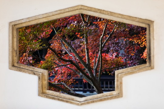 霜園紅葉