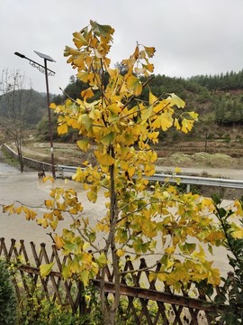 銀杏樹特寫