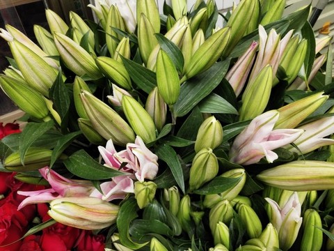 粉色百合花