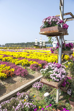 菊花園