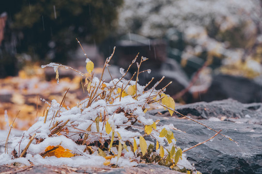 景山公園雪景