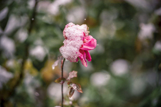 月季花