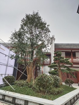 綠植景觀樹