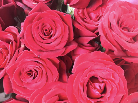玫瑰花