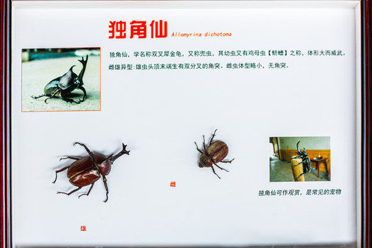 獨角仙