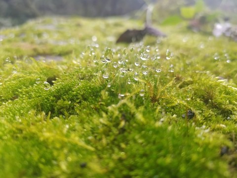 苔蘚