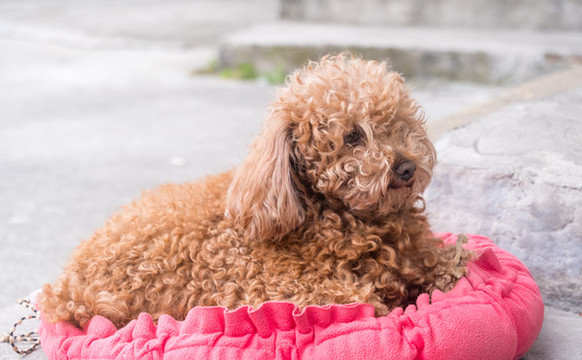 貴賓犬