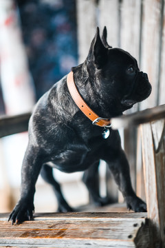 法國斗牛犬法斗狗