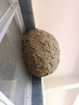 馬蜂窩