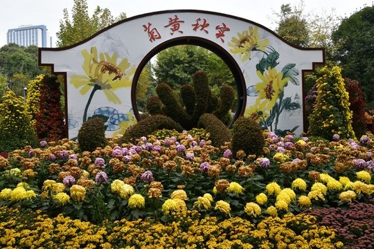 人民公園菊花展