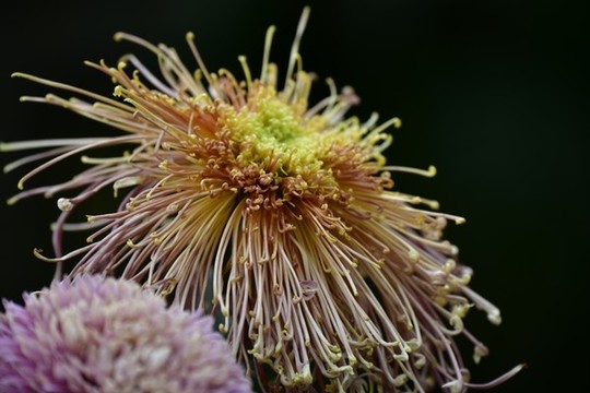 菊花