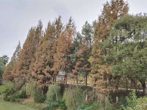 公園秋色