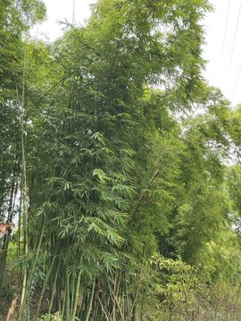 竹子背景