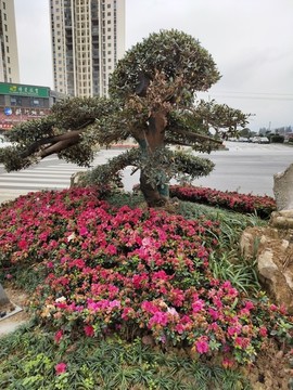 綠植