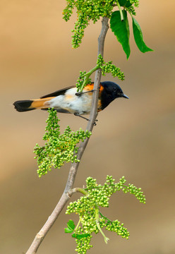 山椒鳥