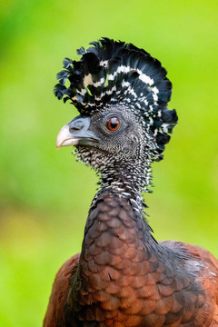 鳳冠雉