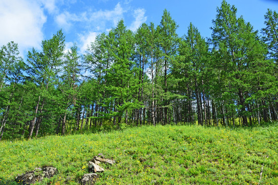樹林