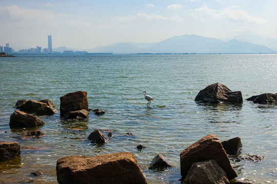 深圳灣公園