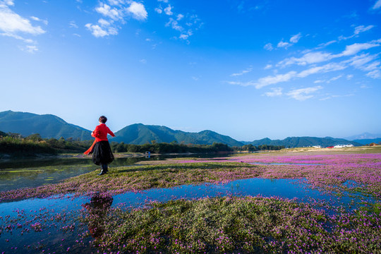 花海里的紅衣女人