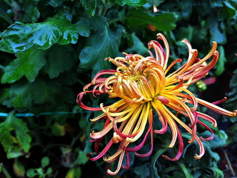 菊花