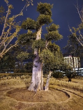 景觀樹