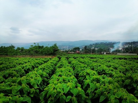 桑田