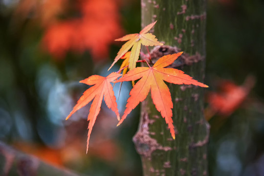 幾片紅楓葉