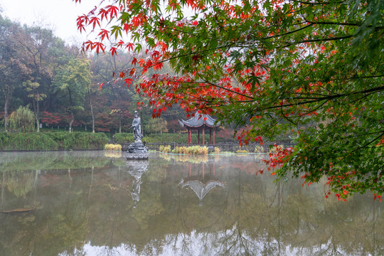 棲霞紅葉
