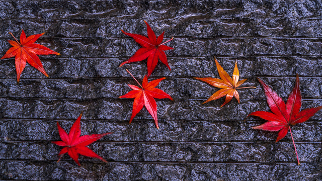 棲霞紅葉