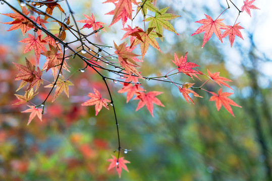棲霞紅葉
