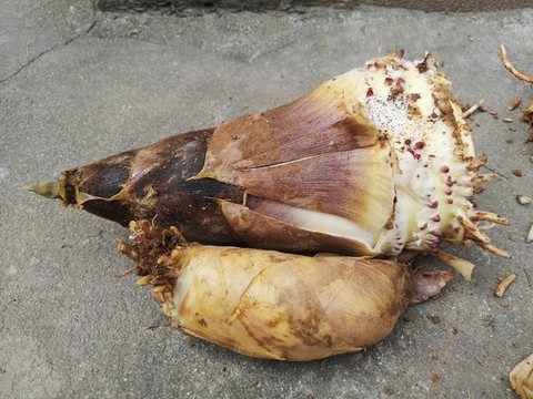 冬筍